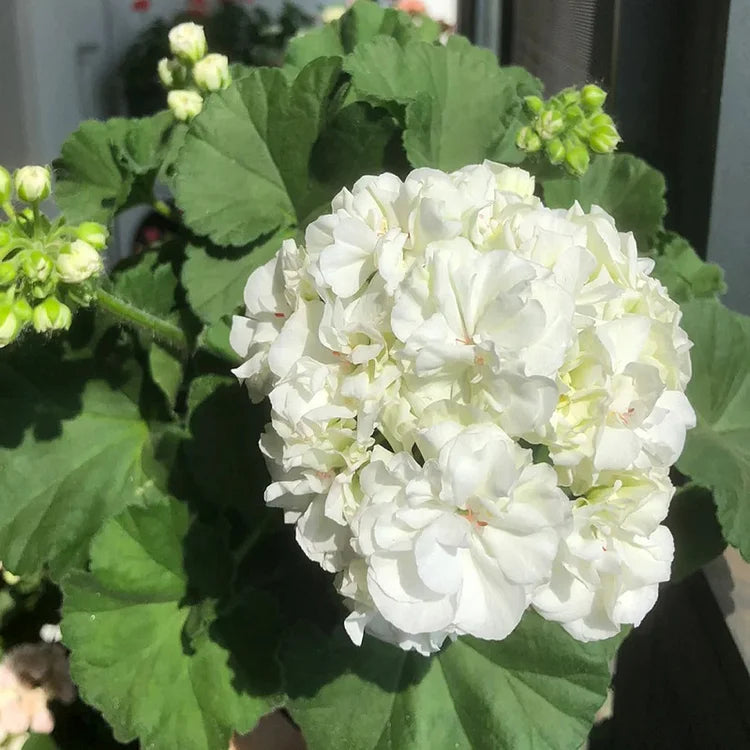 Double-Petaled Geranium Flower Seeds